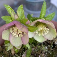 クリスマスローズ,クリスマスローズ プチドール,クリスマスローズ プチドール,鉢植え,ガーデニングの画像