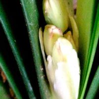 クンシラン,花芽,室内縁側温室,テラスの画像