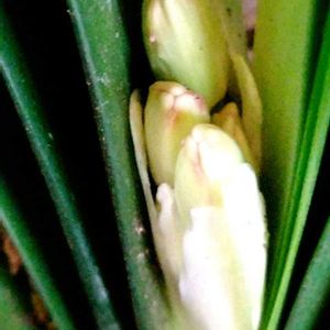 クンシラン,花芽,室内縁側温室,テラスの画像