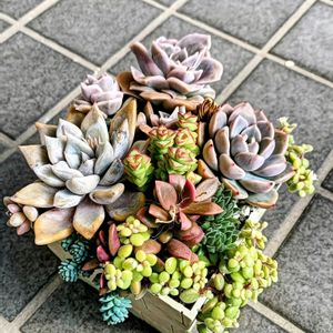 ラブリーローズ,多肉植物,普及種,多肉寄せ植え,多肉紅葉の画像