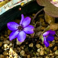 雪割草,フィオリーナ　オーロラ,ビオラとアリッサム,フリル咲きパンジー シェルブリエ,春の日差しの画像