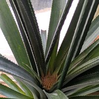 パイナップル,外は雪,2月の富山,クラウンから育てた,リビング・ダイニングの画像