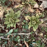 ガジュマル,胡蝶蘭,デンドロビューム,アボカド鉢植え,ふきのとうの画像