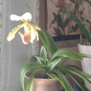 パフィオペディラム,和室の画像