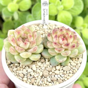 成長記録 ジュエリースペシャル,エケベリア ジュエリースペシャル,エケベリア アケーシャ,神奈川タニラー,多肉男子の画像