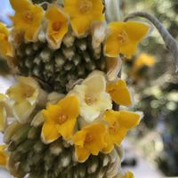 ミツマタの画像