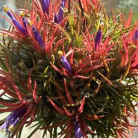 エアープランツ,エアープランツ,スマホ撮影加工なし,花の15年組の画像