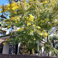 エニシダの画像