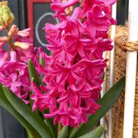 ヒヤシンス,鉢植え,ガーデニング,散策,ありがとうの画像