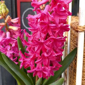 ヒヤシンス,鉢植え,ガーデニング,散策,ありがとうの画像