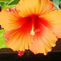 ハイビスカス,ハイビスカス,宮城県,我ら宮城県民,リビング・ダイニングの画像