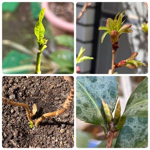 アジサイ,アジサイ,クチナシ,クチナシ,ツバキの画像