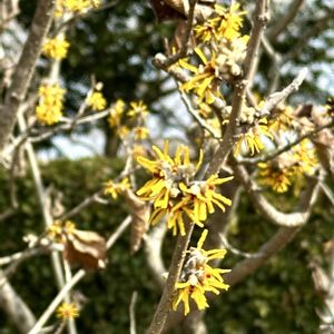 マンサク,今日の花,岐阜県,多肉男子,今日のお花の画像