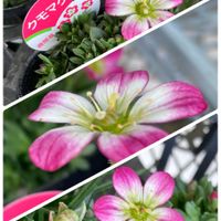 ビオラ,クモマグサ,小松菜,ヤマトヒメ,多肉植物の画像