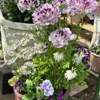 エリカ,ラナンキュラス,ラナンキュラス ラックスエリス,パンジーゆみラッフル,ラナンキュラスラックス　ハデスの画像