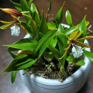 サボテン,柚子,山野草,洋ラン,野鳥の画像