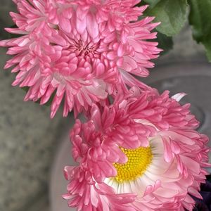 チロリアン・デージー,ナチュラルガーデン,冬を楽しむ,お庭の花たち,花と暮らすの画像