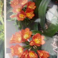 クンシランの画像