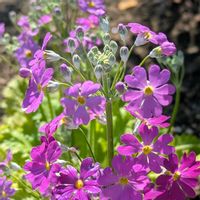 サクラソウ,プリムラ マラコイデス,プリムラ・ジュリアン,ビオラ♡,自宅の庭の画像