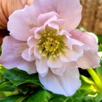 オステオスペルマム,オステオスペルマム,クリスマスロ－ズ,クリスマスロ－ズ,花のある暮らしの画像