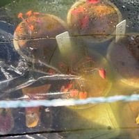 睡蓮,熱帯スイレン,熱帯睡蓮の画像