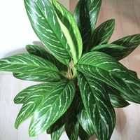 アグラオネマ,アグラオネマ リリアン,観葉植物,アグラオネマ属,植中毒の画像