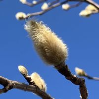 ハクモクレン,ハクモクレン（白木蓮）,シンボルツリー,記念樹,落葉高木の画像