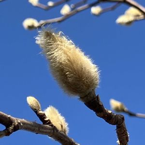 ハクモクレン,ハクモクレン（白木蓮）,シンボルツリー,記念樹,落葉高木の画像