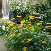 ビデンス,ベランダの画像