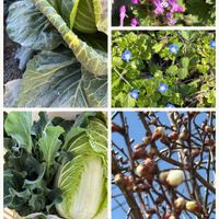 ウメ,オオイヌノフグリ,春の花,キャベツ,ほうれん草の画像