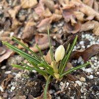 クレマチス,クロッカス,クリスマスローズ ダブルの画像