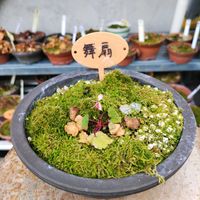 大文字草,大文字草　舞扇,山野草,春の陽気,自宅園芸の画像