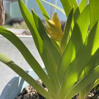 カンガルーポー,庭の画像