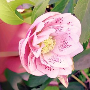 クリスマスローズ,クリスマスローズ ダブル,レンテン・ローズ,実生,種からの画像