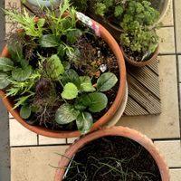 オレガノ,パクチー,パセリ,ミックスリーフ,バルコニーの画像