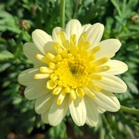 ボンザマーガレット,ボンザマーガレット・レモンイエロー,ボンザマーガレット・サクラの画像