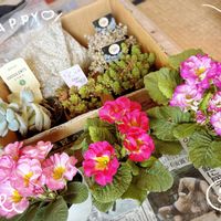 セダム,プリムラ,多肉植物,新津フラワーランド,柏屋商店の画像