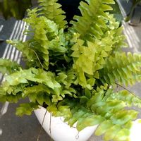 ネフロレピス,シダ植物,シダ類♡の画像