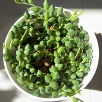 グリーンネックレス,バラ,多肉植物,挿し木,お花は癒しの画像