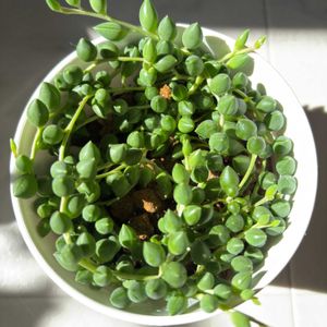 グリーンネックレス,バラ,多肉植物,挿し木,お花は癒しの画像