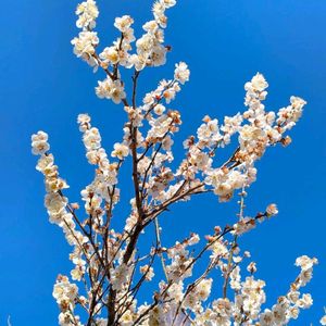 ウメ,梅,雑草,山野草,野草の画像