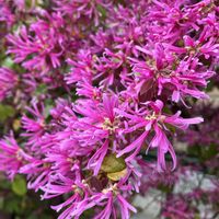 バラ,モッコウバラ,多肉,水仙,アイスバーグの画像