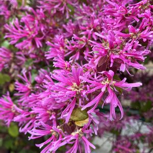 バラ,モッコウバラ,多肉,水仙,アイスバーグの画像