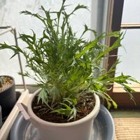 水菜,食べました,室内管理の画像