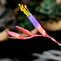 チランジア,フックシー,いぬ,エアプランツ,観葉植物の画像
