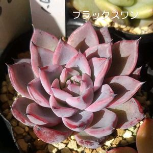 沙羅姫牡丹,ブラックスワン,ミリネ,ミックスベリア　ブルーベリームーン,ミシュリンの画像