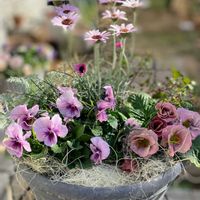 ローダンセマム エルフピンク,シルバーレース,寄せ植え,癒しのお花,愛の花♡の画像