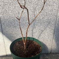 アジサイの画像