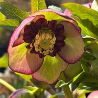 クリスマスローズ,クリスマスローズ,クリスマスローズ,ヘデラ,メネシアの画像