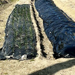 ジャガイモ,玉ねぎ,ヒメオドリコソウ,いつもありがとう♡,GSのみなさんに感謝♡の画像